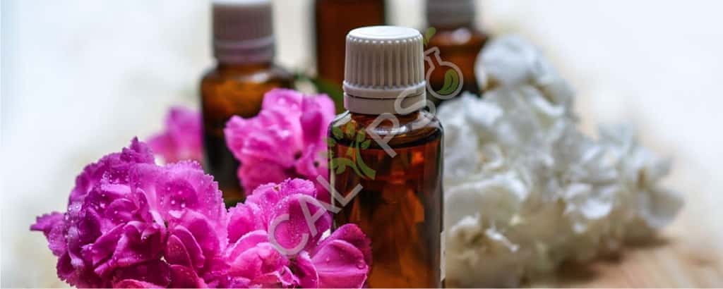 Jasmine Auriculatum Absolute Oil Benefits